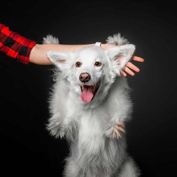 Welche Hunderassen sind am besten für das Leben in einer Wohnung geeignet?